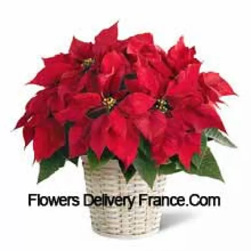 O poinsettia veselă, colorată și de lungă durată într-un coș. (Vă rugăm să rețineți că ne rezervăm dreptul de a înlocui orice produs cu un produs potrivit de valoare egală în cazul în care un anumit produs nu este disponibil)