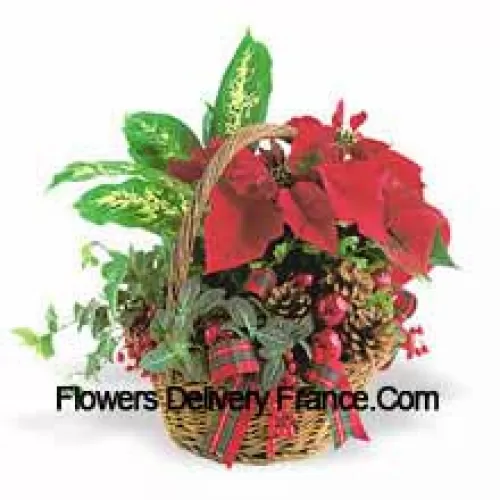 Questo duraturo vaso natalizio presenta una varietà di robuste piante verdi da interno combinate con una festosa mini poinsettia e decorate con pigne e altri elementi. (Si prega di notare che ci riserviamo il diritto di sostituire qualsiasi prodotto con un prodotto idoneo di valore equivalente in caso di indisponibilità di un determinato prodotto)