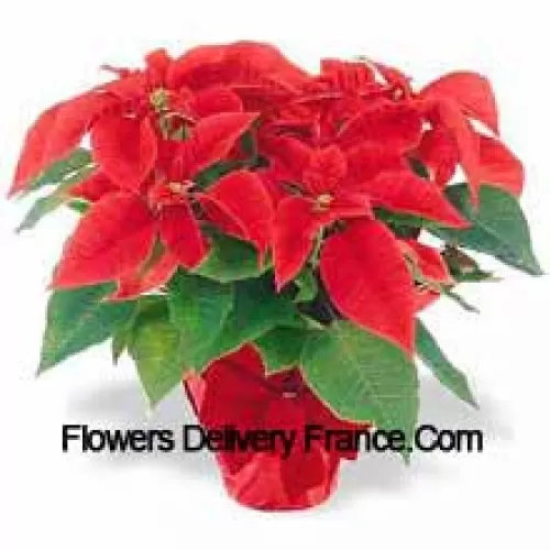 Una tradizione natalizia in tutto il mondo! Le poinsettie sono un modo premuroso per augurare 'Buone Feste' e aggiungere un tocco di colore duraturo a qualsiasi decorazione (Si prega di notare che ci riserviamo il diritto di sostituire qualsiasi prodotto con un prodotto idoneo di pari valore in caso di non disponibilità di un certo prodotto)