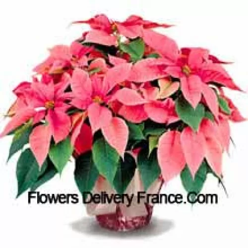 Un favori durable pour la maison ou le bureau, nos poinsettias de qualité supérieure sont un excellent moyen de dire "Joyeuses fêtes" avec style (Veuillez noter que nous nous réservons le droit de substituer tout produit par un produit approprié de valeur égale en cas de non-disponibilité d'un certain produit)