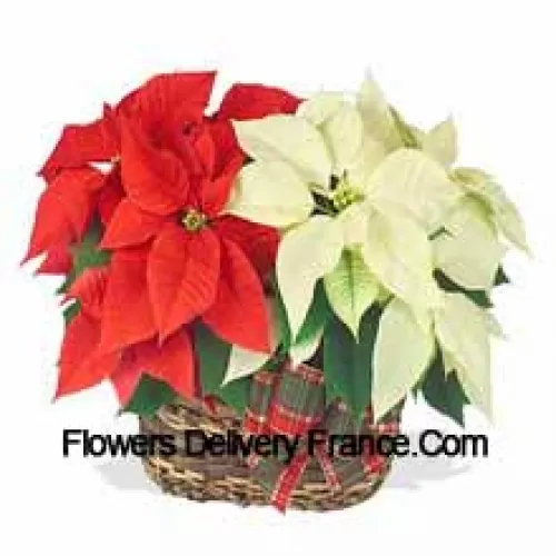 Deux poinsettias colorés et durables combinés dans un panier pour un cadeau de vacances élégant ! L'un est rouge, et l'autre est blanc, rose, ou une autre couleur populaire. (Veuillez noter que nous nous réservons le droit de substituer tout produit par un produit approprié de valeur égale en cas de non disponibilité d'un certain produit)